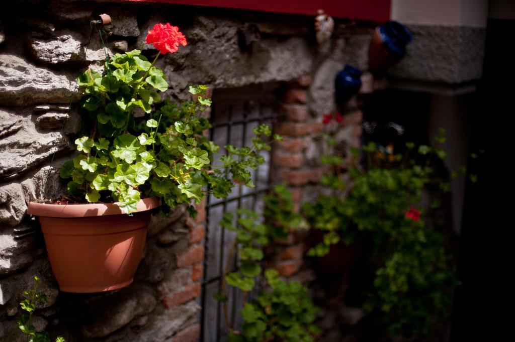 Malonno B&B Il Pettirosso מראה חיצוני תמונה